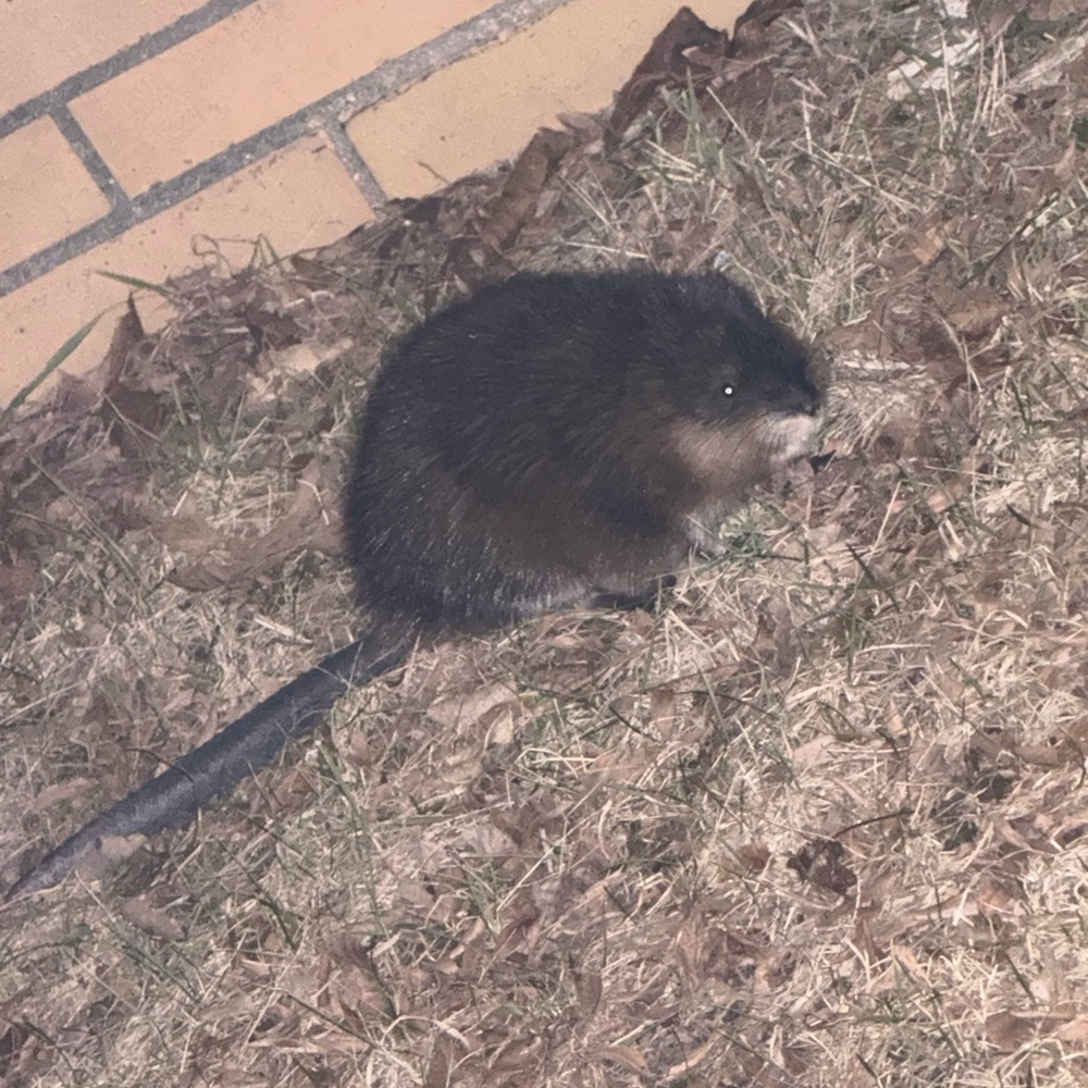 Meet your Posher, Dang